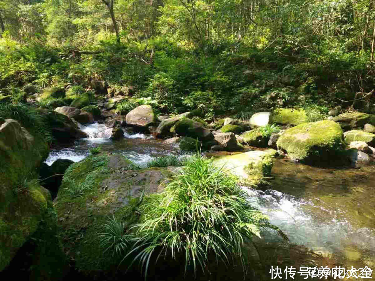 院子里的阴凉角落，可以种些耐阴花，长得更旺盛