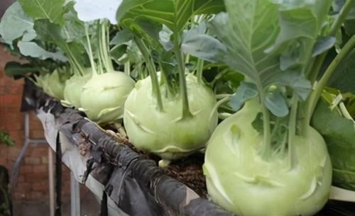 苤蓝|想长寿要会吃,3种食物离不开,排出毒素,身体棒棒哒!