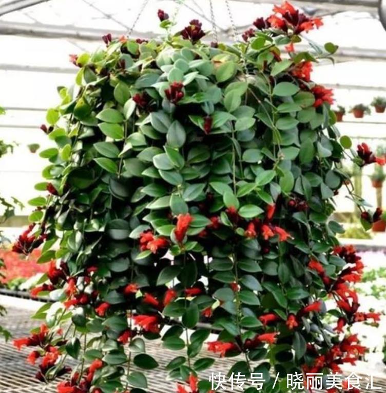 此花超漂亮,沾土就活,开花又大又艳,高端大气上档次