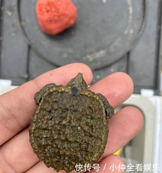 江苏钓鱼人河边发现大龟,追出十几米将其掀翻,网友:吃了它