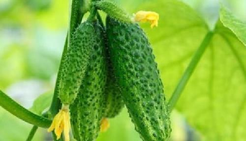 亚硝酸盐|错误的吃黄瓜,可能导致全家身体出毛病,4大禁忌现在知道还不晚
