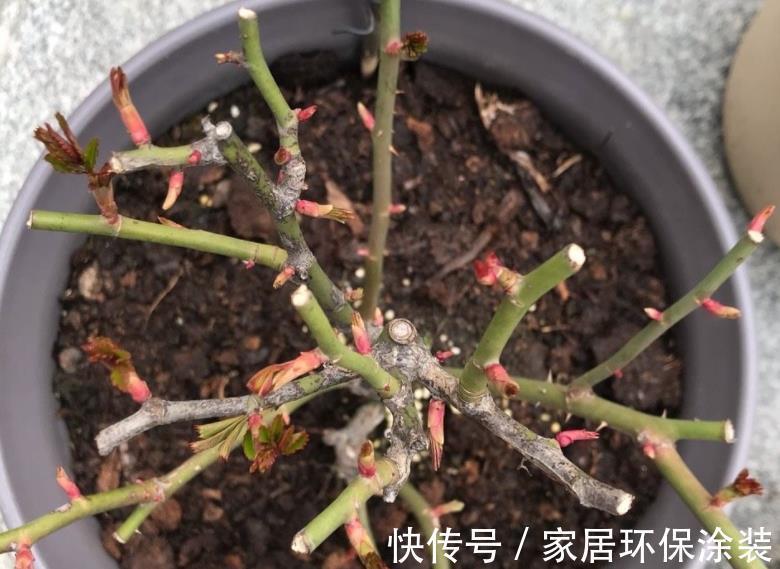 有机质|喜欢吃嫩玉米,喜欢养花,就拿玉米芯养花吧!自制肥超省钱