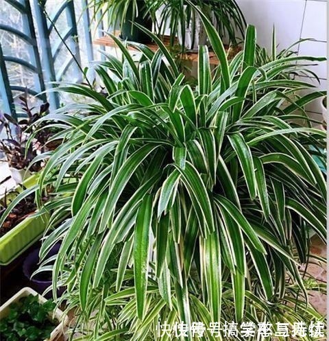 花友|这“三种花”就得虐着养,“少浇水,狠心剪”,轻松花开小半年!