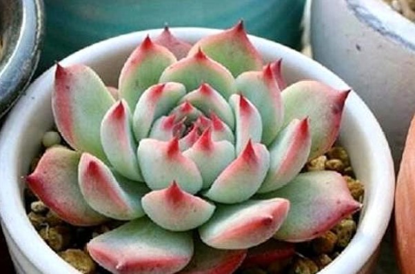 叶子|这样给多肉晒太阳,难怪你养一盆死一盆,现在看还不晚!