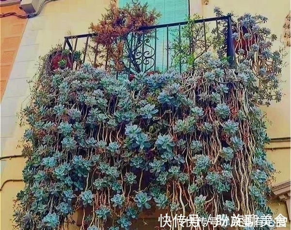 养多肉，别花大价钱买贵的，6种能养成花墙的大普货才是真香