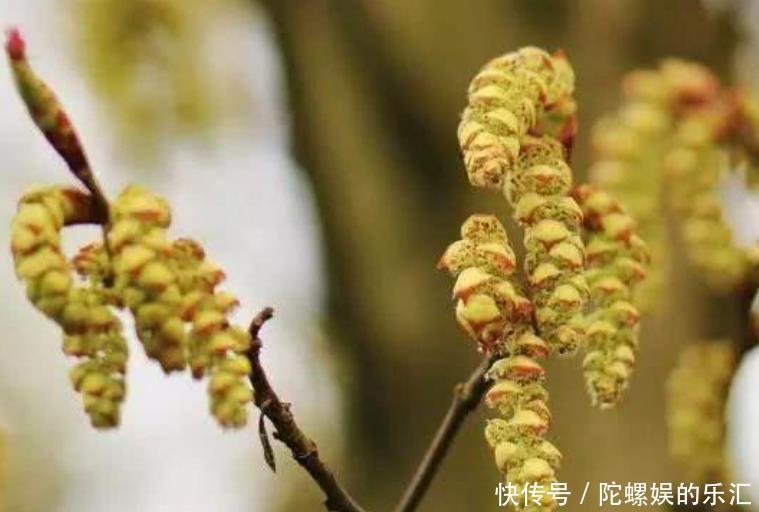 全球最珍贵的一棵树，被誉为“地球独子”，生长在浙江普陀山
