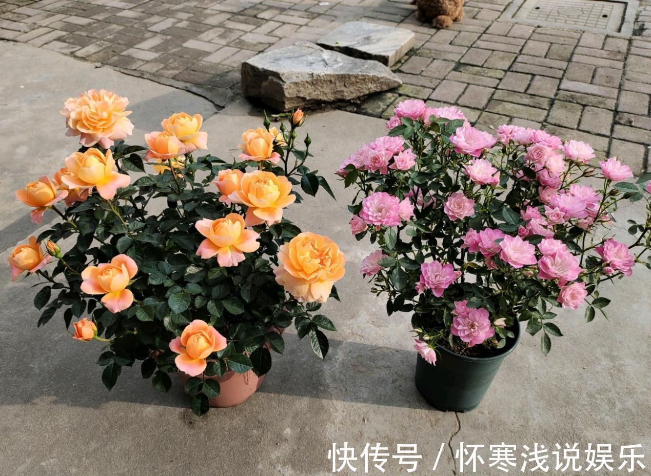 开花|此花号称“开花机器”,居家盆栽牢记4点,开花繁殖能力特强