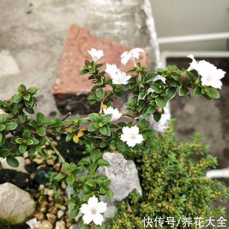 飞虫|夏天养花杀虫大法，简单易上手，从此花虫去无踪