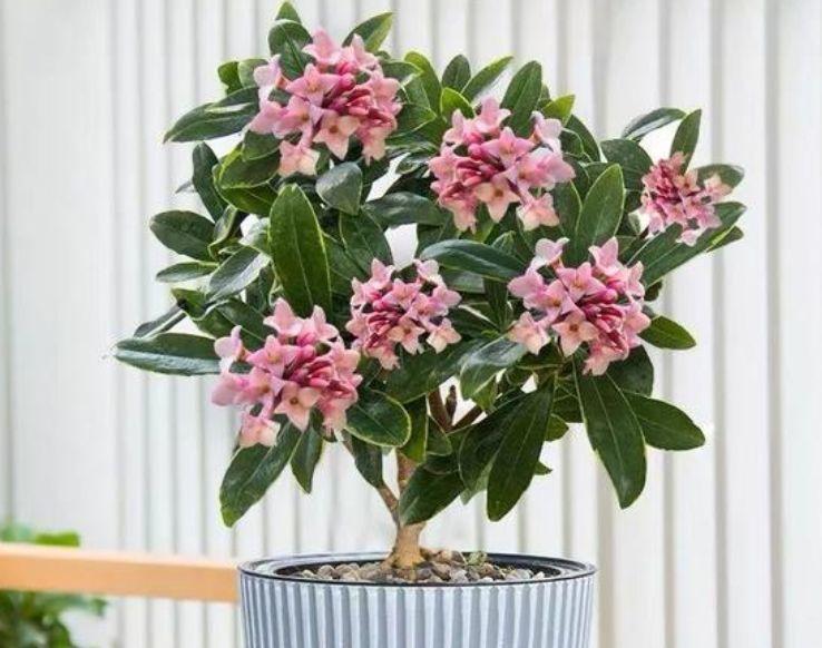 正月二十八，家里养上4种花，花姿妖娆，四季繁花似锦，美