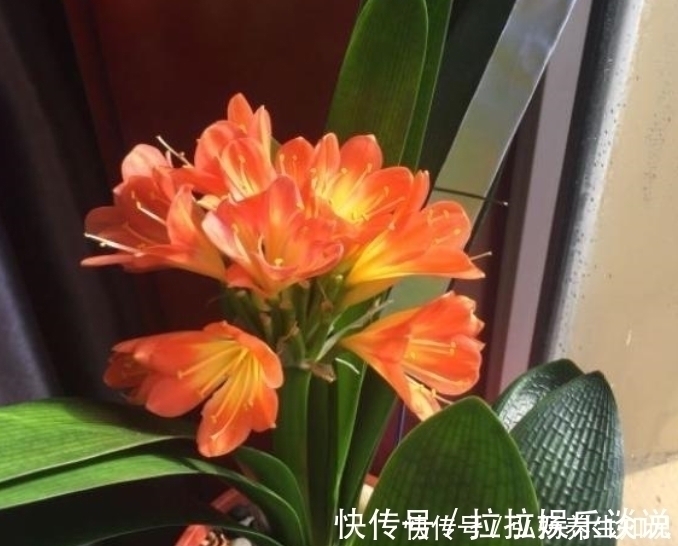 浇水|家中养君子兰,学会4个“方法”,叶片整齐油亮,棵棵开花大又艳