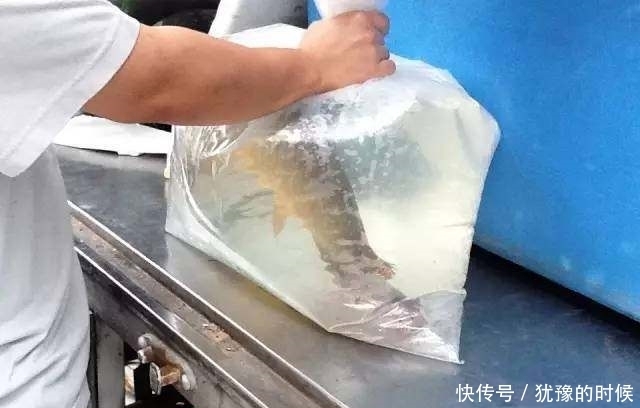 鱼缸和池还可以这样结合?只能说很有想法,有钱我也搞一个!