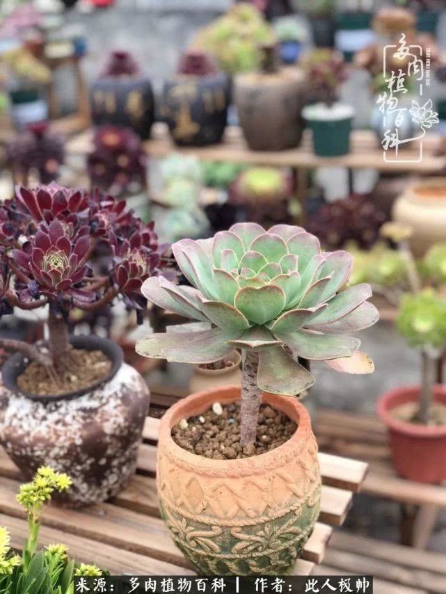 骄阳艳玫瑰，梦幻魔法师！独爱你的百媚千红！