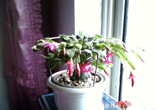蟹爪兰嫁接很简单,做好细节就能成功!蟹爪兰嫁接很简单,做好细节就能成功!