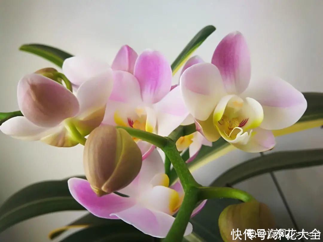蝴蝶兰|7种花，立秋后换盆，秋冬才能越养越好