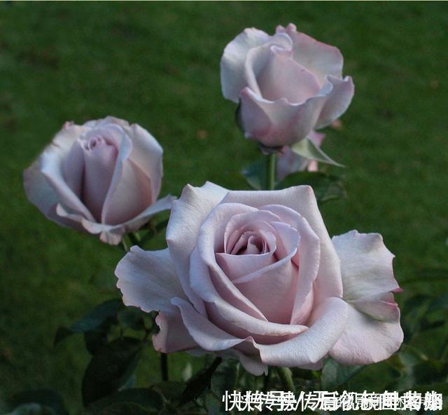 月季|20款紫色月季品种。浓香、抗病非常好养，天然紫色唯美盛开