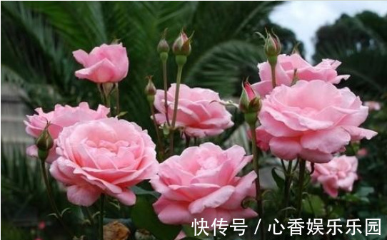 手把手教你做花肥,掌握关键几点,年年开花不断,比买的好10倍!