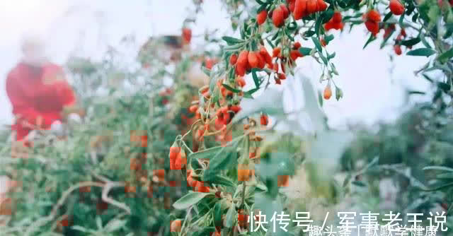 身体|立秋后，提前准备这些食物，补一补夏季过后气血虚的身体