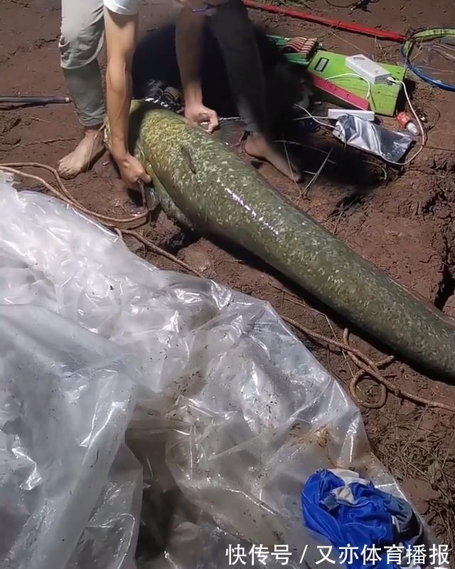 西江80斤鲶鱼王被人钓起!几乎与人等高,网友:应该放生