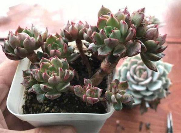 天热多肉叶子发蔫、打卷学会4招，越长越美，精神百倍