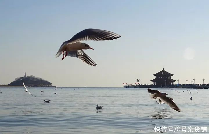 青岛栈桥的海鸥吃美了，我在老家吃上了这种美味