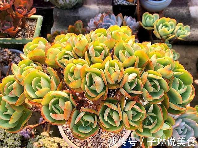 多肉叶插不长芽,记住1个“小方法”,7天冒小芽,轻松长满盆