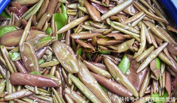 马蹄菜|农村大山特有的6种美味蔬菜,个个都很美味,你吃过几种