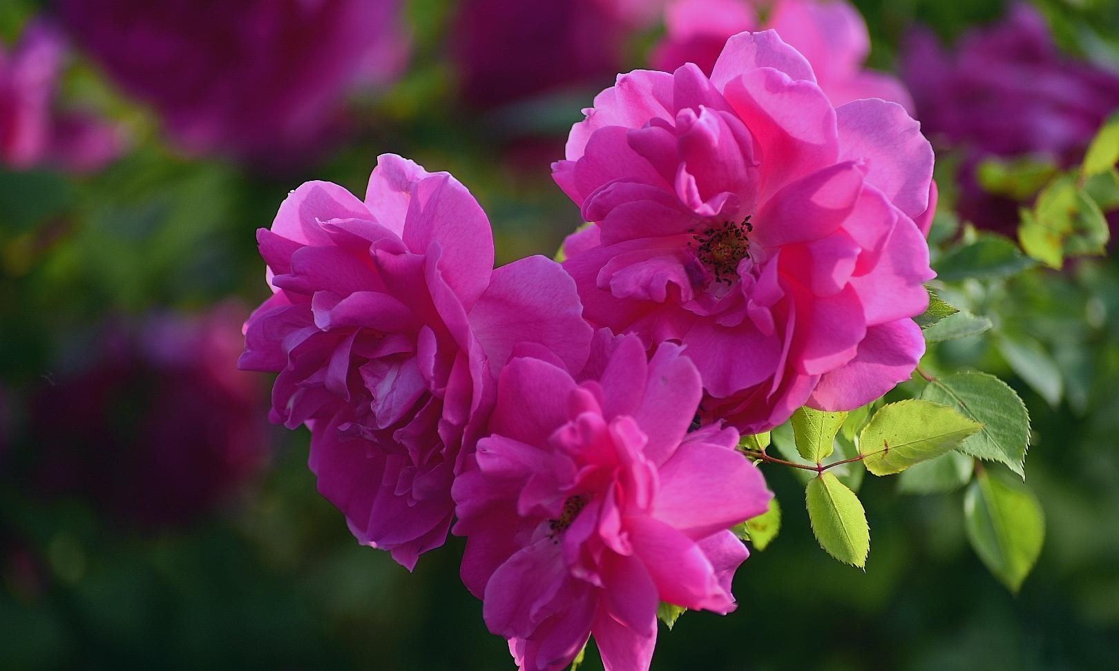 月季|樱花退去月季来，“花堤柳岸”花盛开（一）