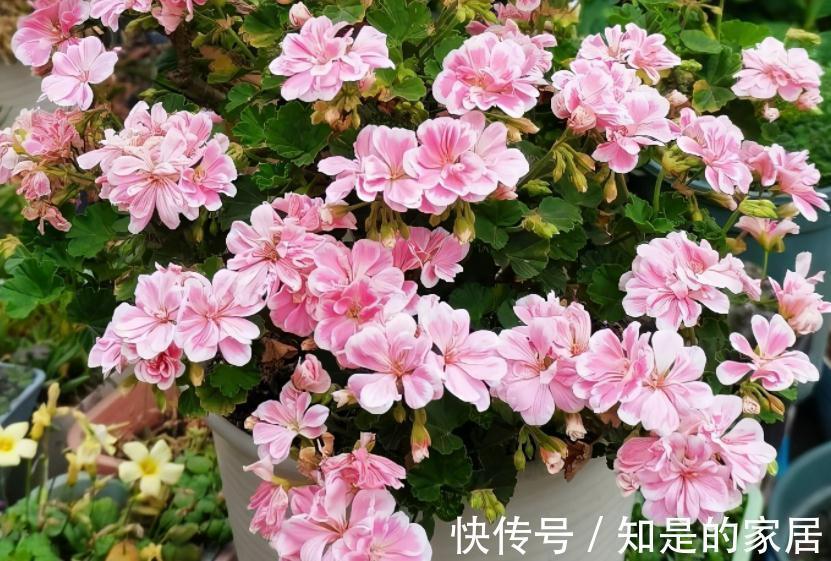 茎干|秋冬养花就养它们，好活漂亮，动手多扦插几盆，阳台马上变花海