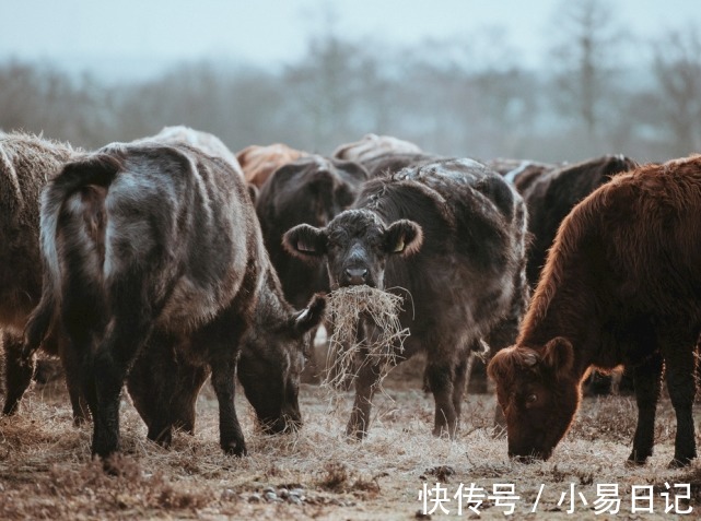 财运|进入2月下旬，3生肖不再受到束缚，财运蒸腾，事半功倍，锦鲤翻身