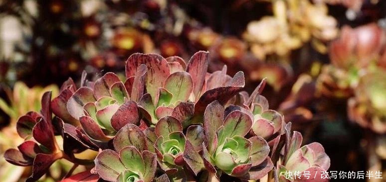 夏天|夏天室内养多肉好处多，度夏省心，但要注意3件事，不然还是会挂！