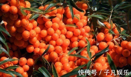 沙棘|女人晚上当零食吃一把,连吃2周,美白、去皱、抗衰老,不妨一试