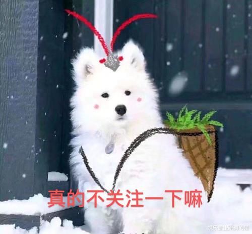 张艺兴开公司，黄磊黄渤出钱入股，看到孙红雷做法后：这是真大哥