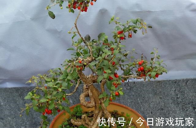 养花草不如养枸杞,平时当盆景观赏,结了果子还能食用!