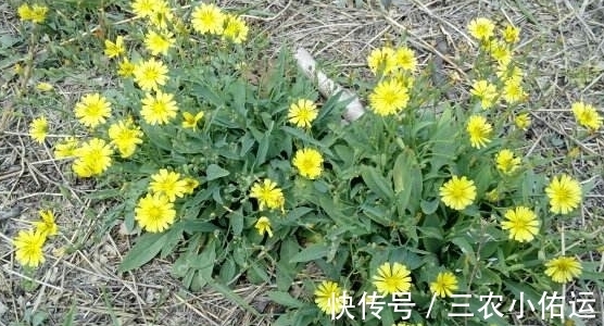 野草|农村一种野草，农民都称为假蒲公英，原来药用价值这么大