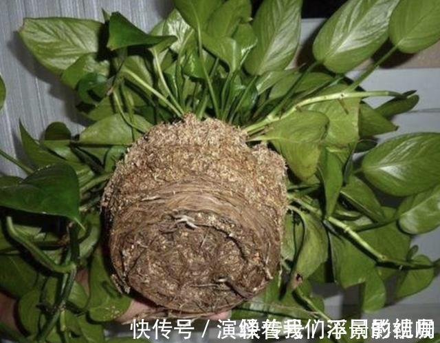 旺盛|虎皮兰、绿萝都喜欢“它”，花盆里“垫1块”，29天爆盆，旺盛！