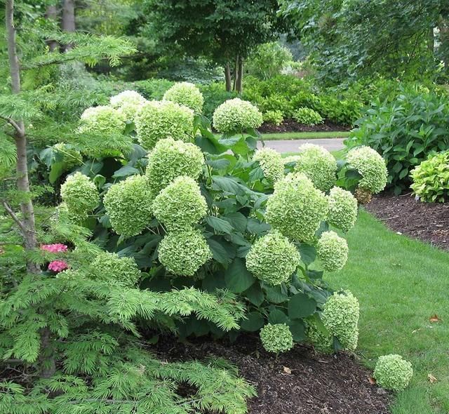 绣球花|托尼老师教您修剪绣球花,记住简单两点,拿剪刀的手再也不抖啦