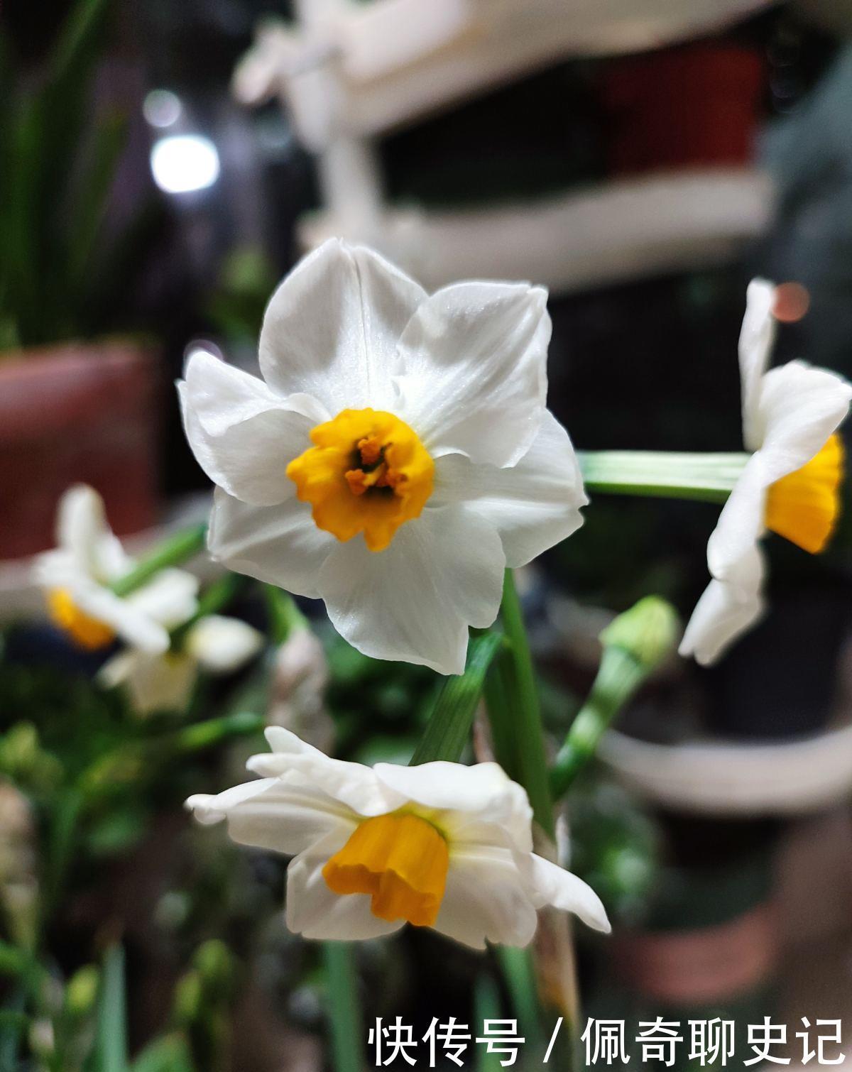 养水仙水培土培都可以,但是不能水土混养,容易烂球