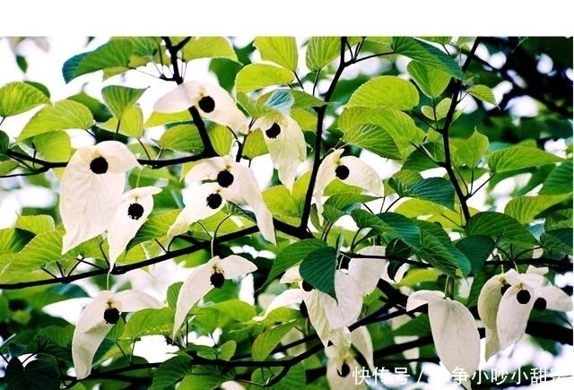 种植|最适合庭院、屋顶绿化种植的植物，各月开花顺序整理，不收藏吗？