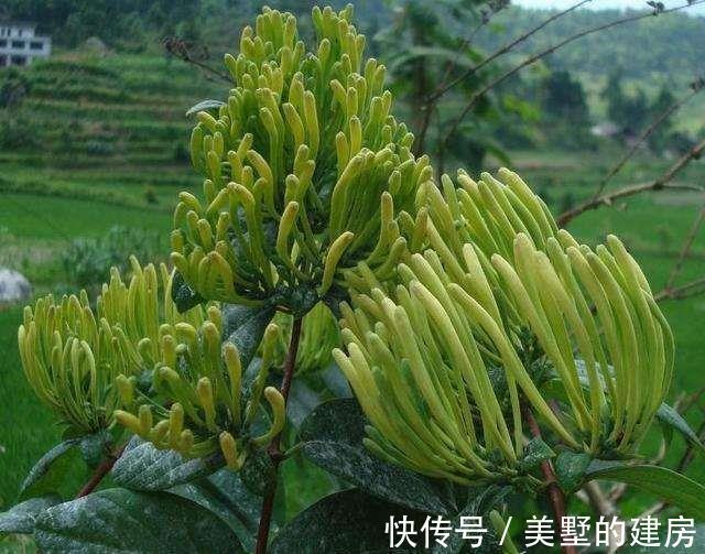 白头发|有了白头发最好不要染，多吃此几样食物，让白头发少一点