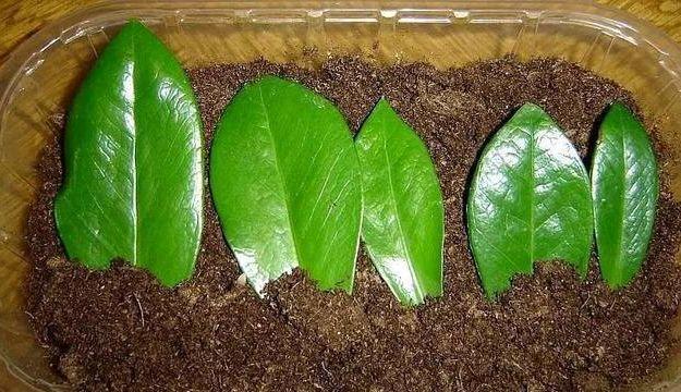 6种寓意好的花,剪根枝就能活,年年爆盆不操心!