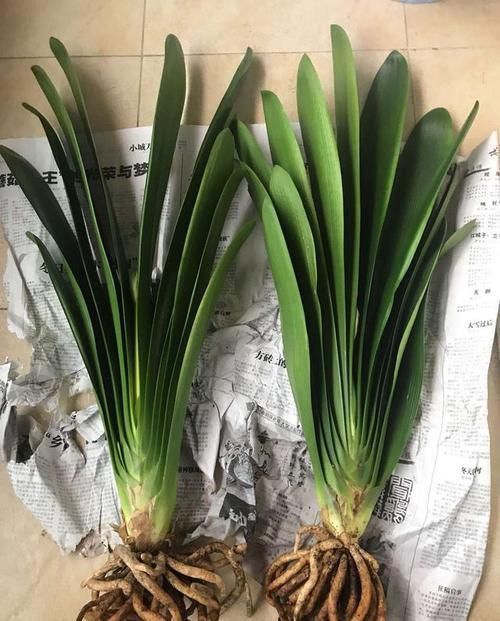 天暖以后,适合繁殖君子兰,学会3招,90天变成君子兰大户