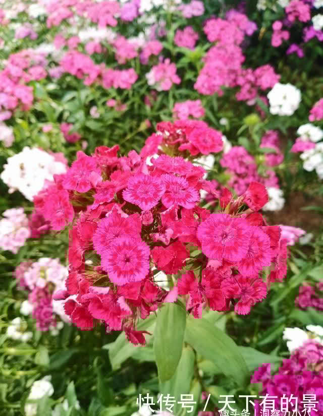 懒人新宠“石竹花”,遇水疯长“满屋香”,大户人家都爱养