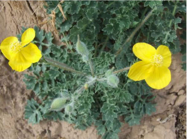 野草|牙疼不是病,疼起来要命,这种野草对牙痛有奇效,农民却除掉