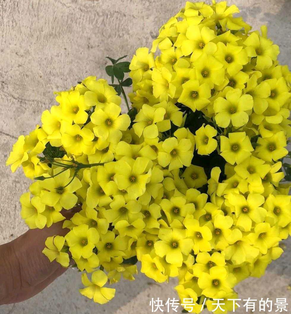 阳台养两种“酢浆草”,花量大,颜色很漂亮,每天满满都是花