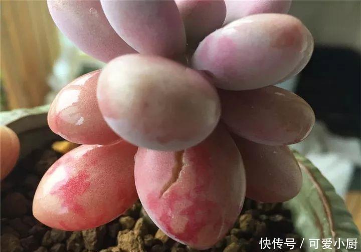 多肉盆栽植物:多肉品种太多了,简单分成6大类,看完再也养不死