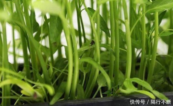 播种|阳台种上两个菜,割完一茬又一茬半个月不用出门,竟好吃又养颜