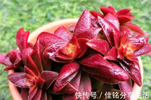 多肉“出汗”不可怕,证明活得很健康,但出汗后要特别注意通风!