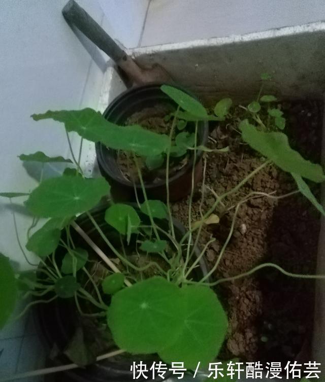 金丝荷叶花。不开花,看叶子也挺好看的