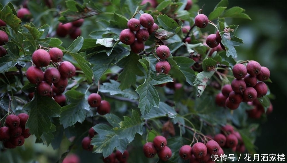 苏州太湖西山岛|苏州人的宝岛秘境，美成仙境，却被时光遗忘！