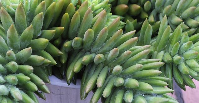 夏季|多肉里的普货也能养出好状态,以下普货多肉,好养易出状态